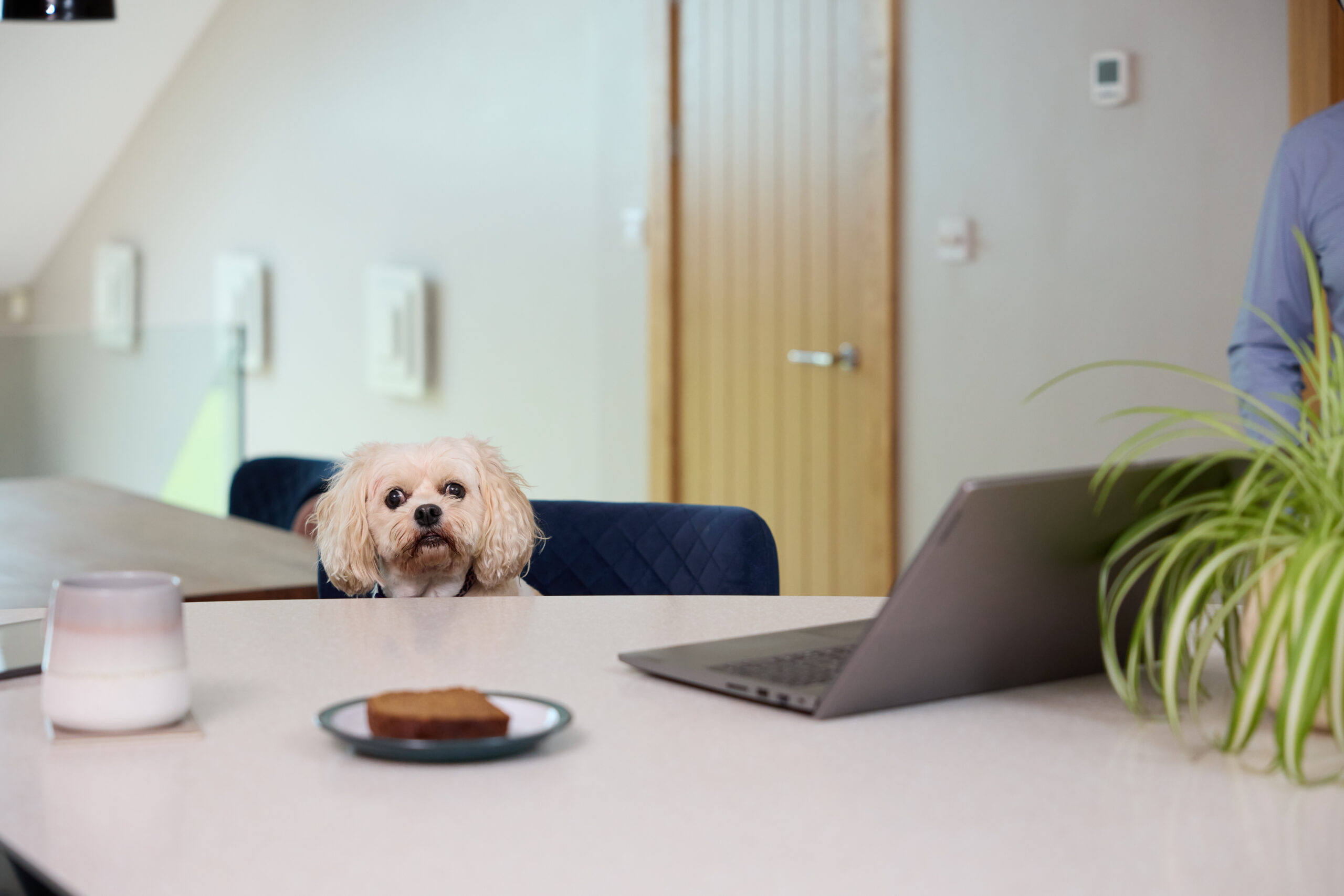 Olive the office dog at Carter & Carter Solicitors, sitting at the desk ready to welcome clients