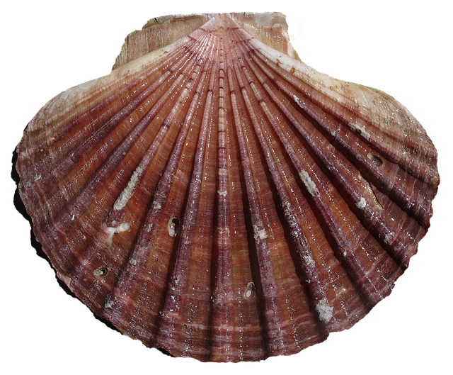 Mollusc allergy claims